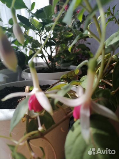 Комнатные цветы