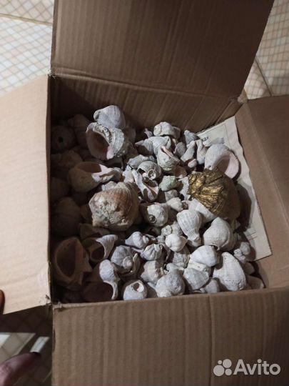 Морские ракушки