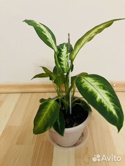 Комнатные растения