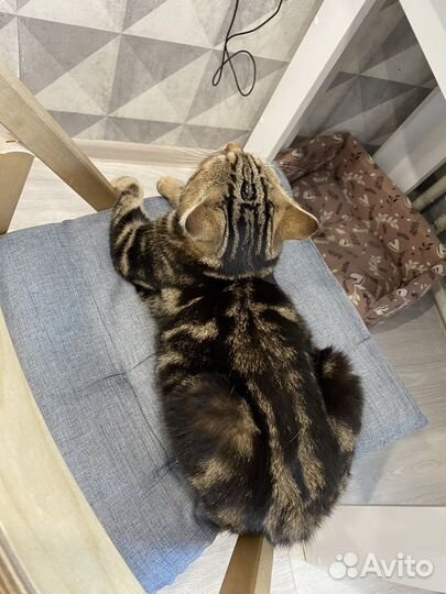 Найден кот