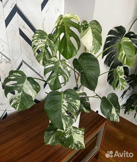 Монстера Вариеганая Альба