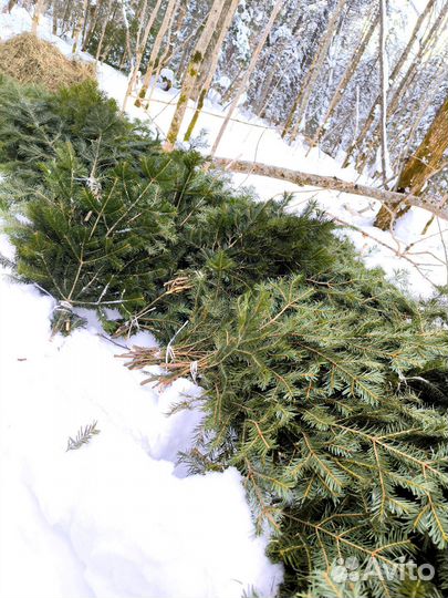 Дальневосточные шикарные пихтовые веники