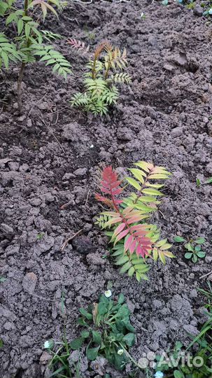 Рябинник рябинолистный