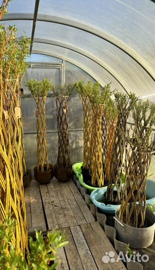 Пальма ивовая живая