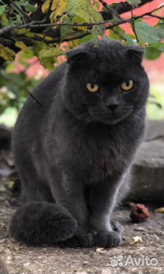 Шотландский вислоухий кот бесплатно