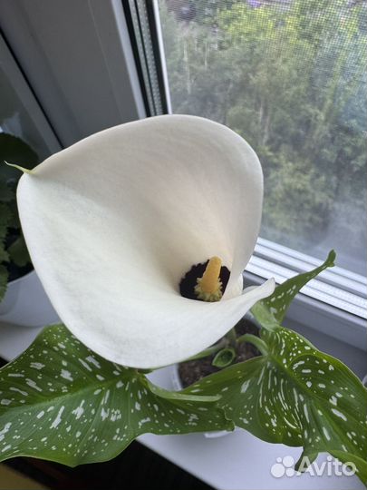 Каллы Пикассо