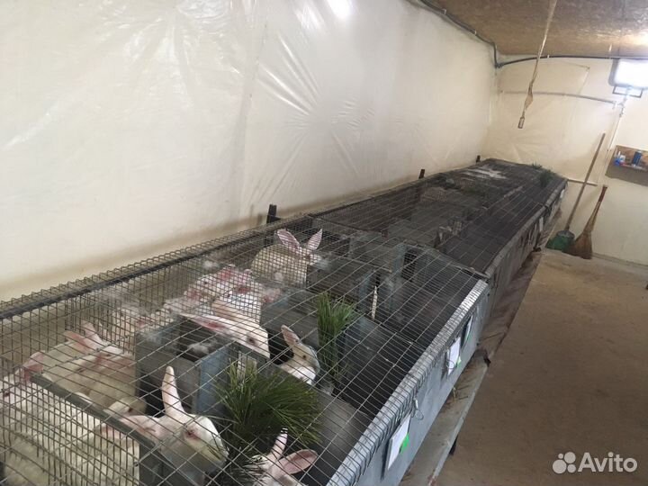 Мясо кролика