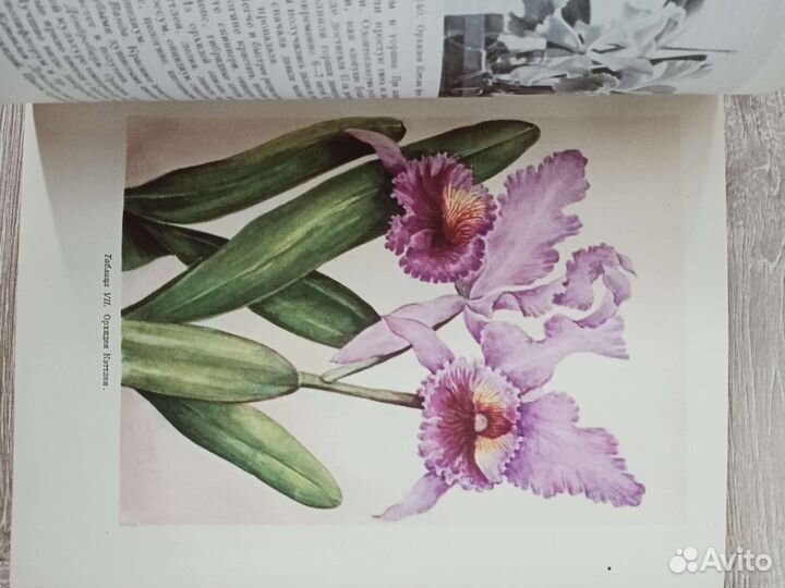 Комнатное садоводство