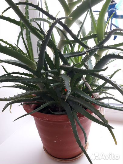 Алоэ столетник