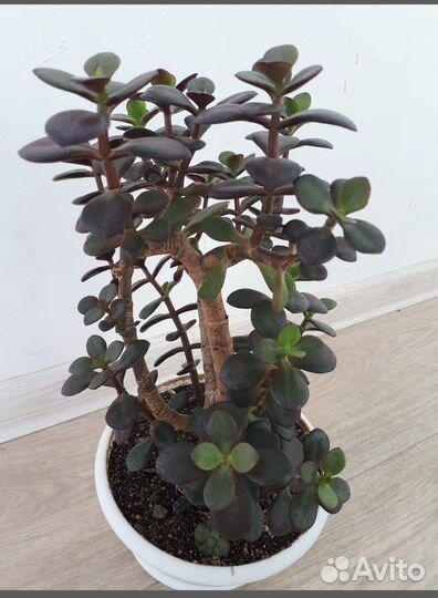 Суккуленты