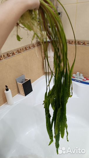 Водоросли для аквариума