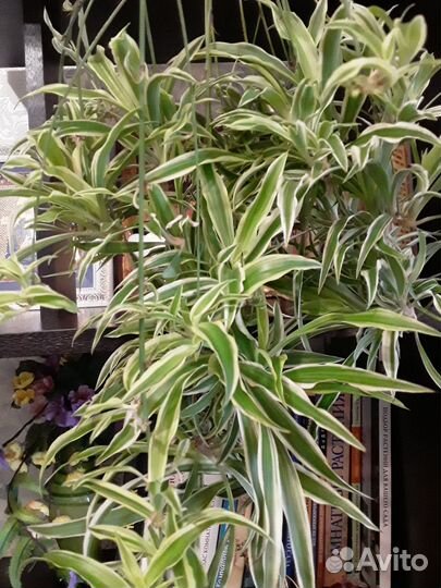 Комнатные домашние растения