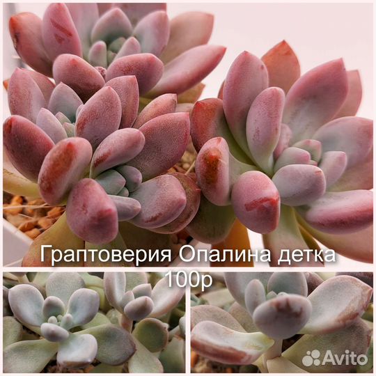 Суккуленты