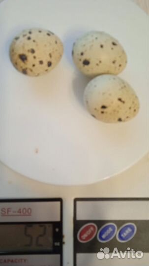 Инкубационное яйцо перепелов