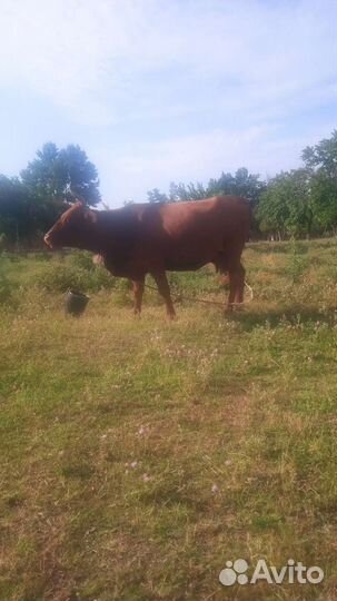 Корова с телëнок бычок