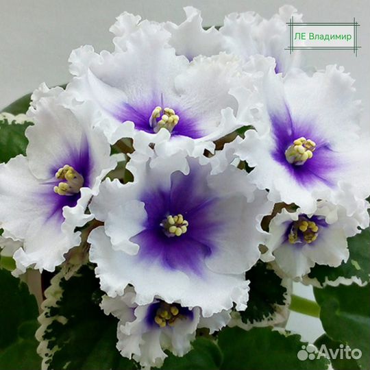 Фиалки детки