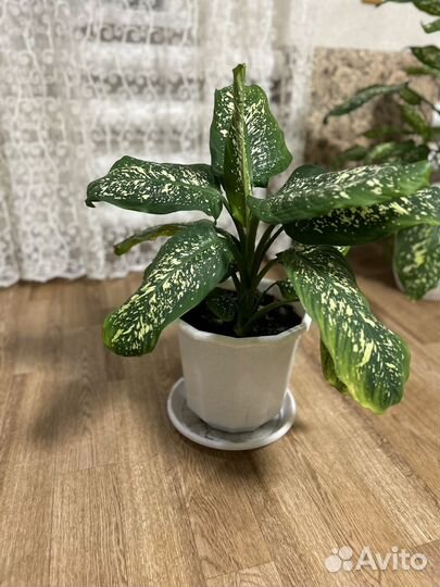 Диффенбахия