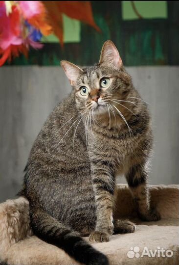 Кошечка в добрые руки