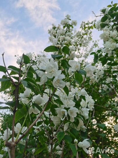 Большой куст махрового жасмина