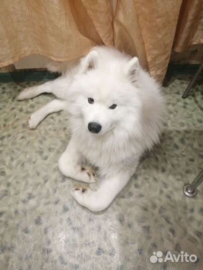 Самоед для вязки