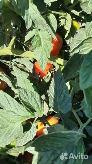 Помидоры оптом