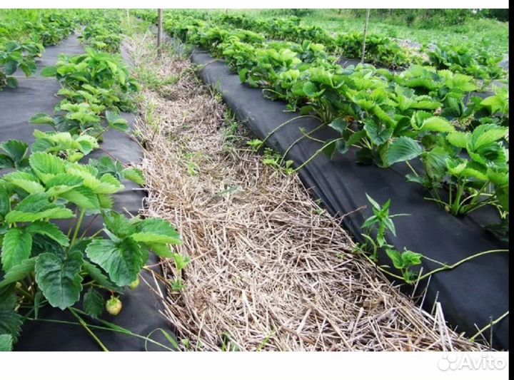 Агроспан укрывной материал