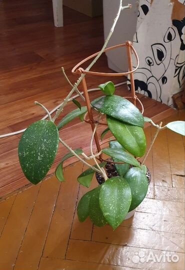 Взрослые хойи