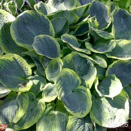 Хосты Пайзаз