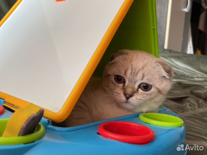 Шотландский вислоухий котенок