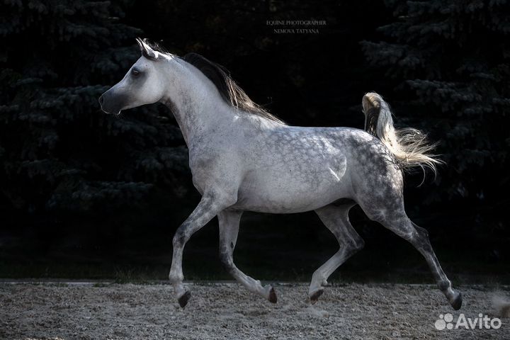 Мерин арабской чистокровной породы