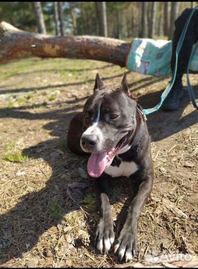 Питбуль вязка