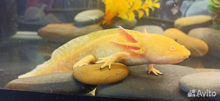 Аксолотль с аквариумом