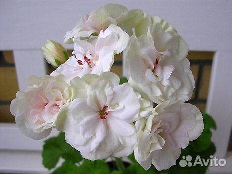 Пеларгония Fischers Appleblossom, Viva Madeline