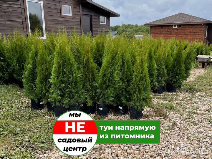 Туи смарагд 100 см свежая копка 2023