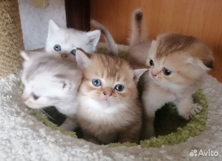 Шотландская