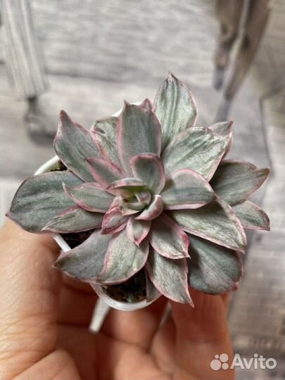 Эхиверия вариегатная