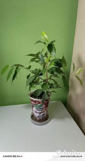 Фикус Бенджамина