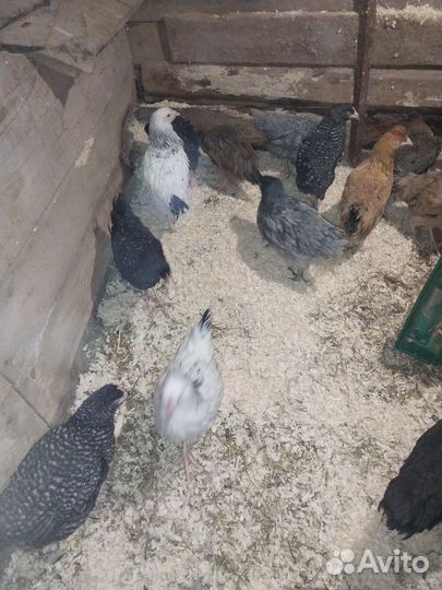 Куры молодки несушки