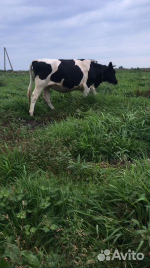 Телки стельные и коровы стельные, дойные