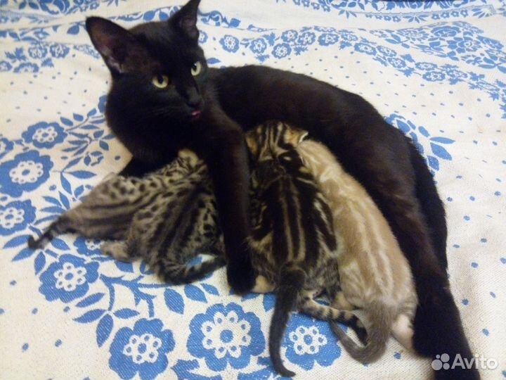 Котята метисы