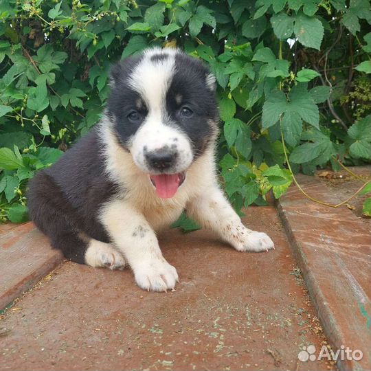 Передержка собак