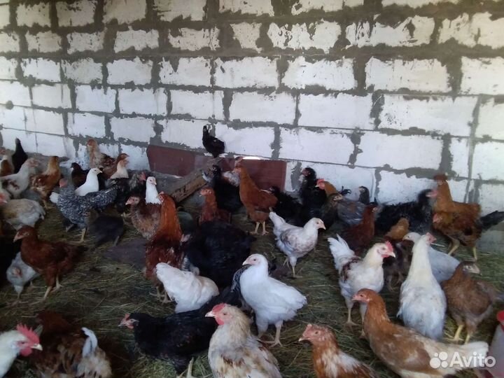 Куры молодки домашние и петухи