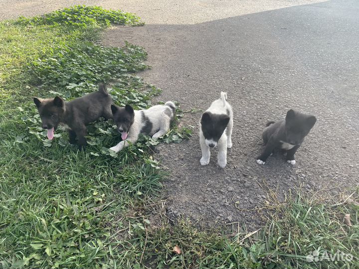 Щенки Лайки