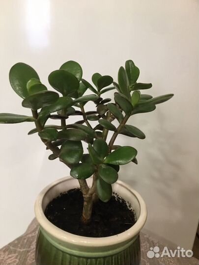 Красула толстянка