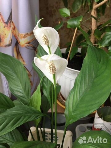 Спатифиллум (женское счастье)