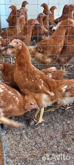 Подрощенные цыплята кур несушек