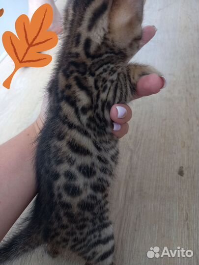 Бенгальские котята