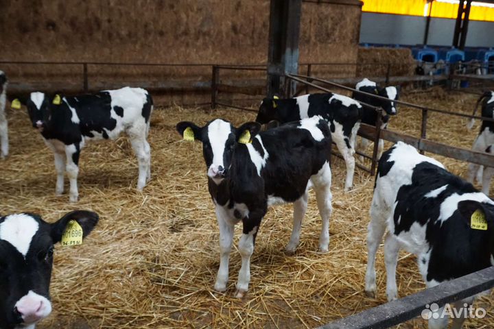 Телята породистые бычки