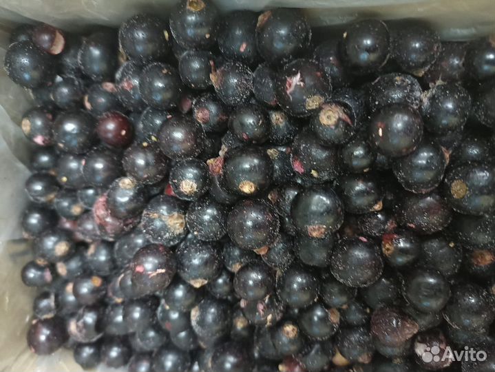 Черника заморозка