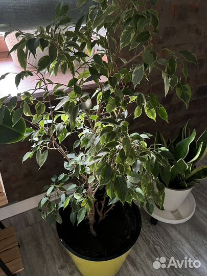 Фикус бенджамина